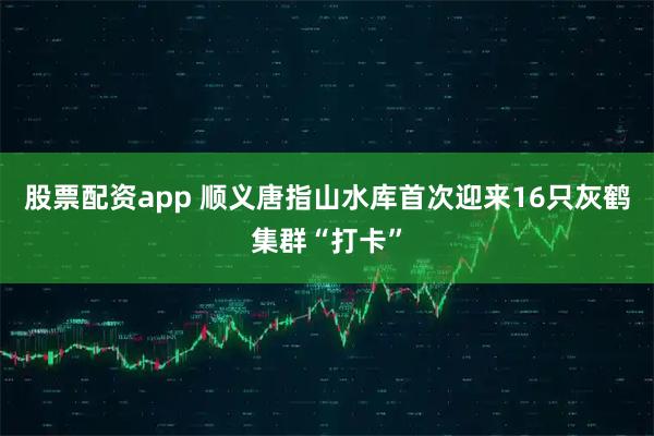 股票配资app 顺义唐指山水库首次迎来16只灰鹤集群“打卡”